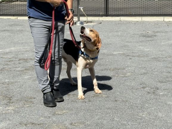 ドッグトレーナーによる馴化訓練の様子です