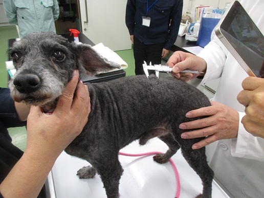 動物愛護センターでの治療の様子です