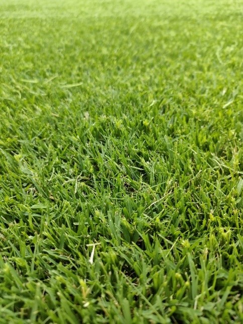 turf2