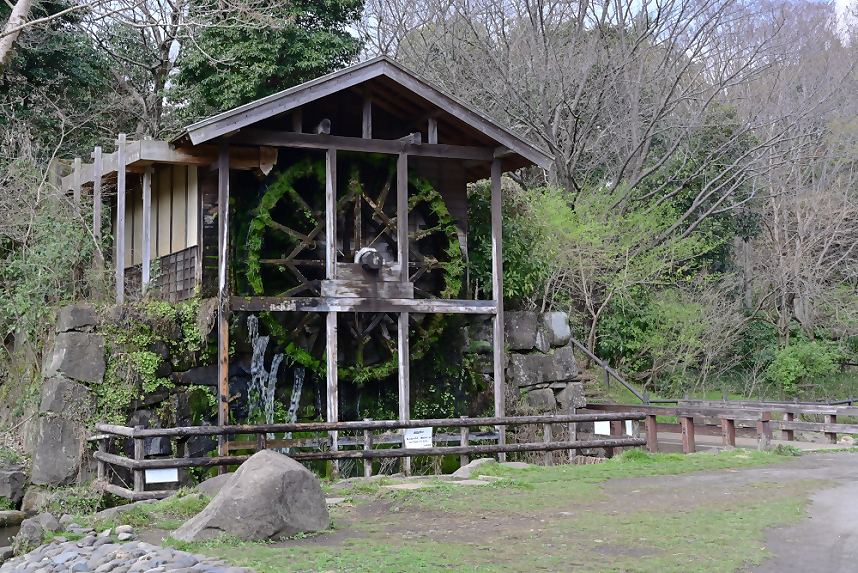 泉の森にあるしらかしのいえ