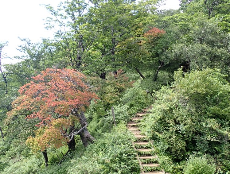 260804塔ノ岳のシロヤシオ紅葉