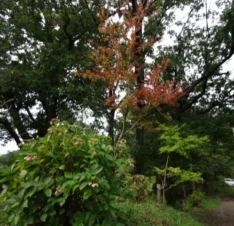 10月3日弘法山馬場道色づき始め