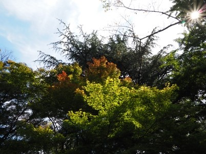 10月12日弘法山頂山頂色づき始め