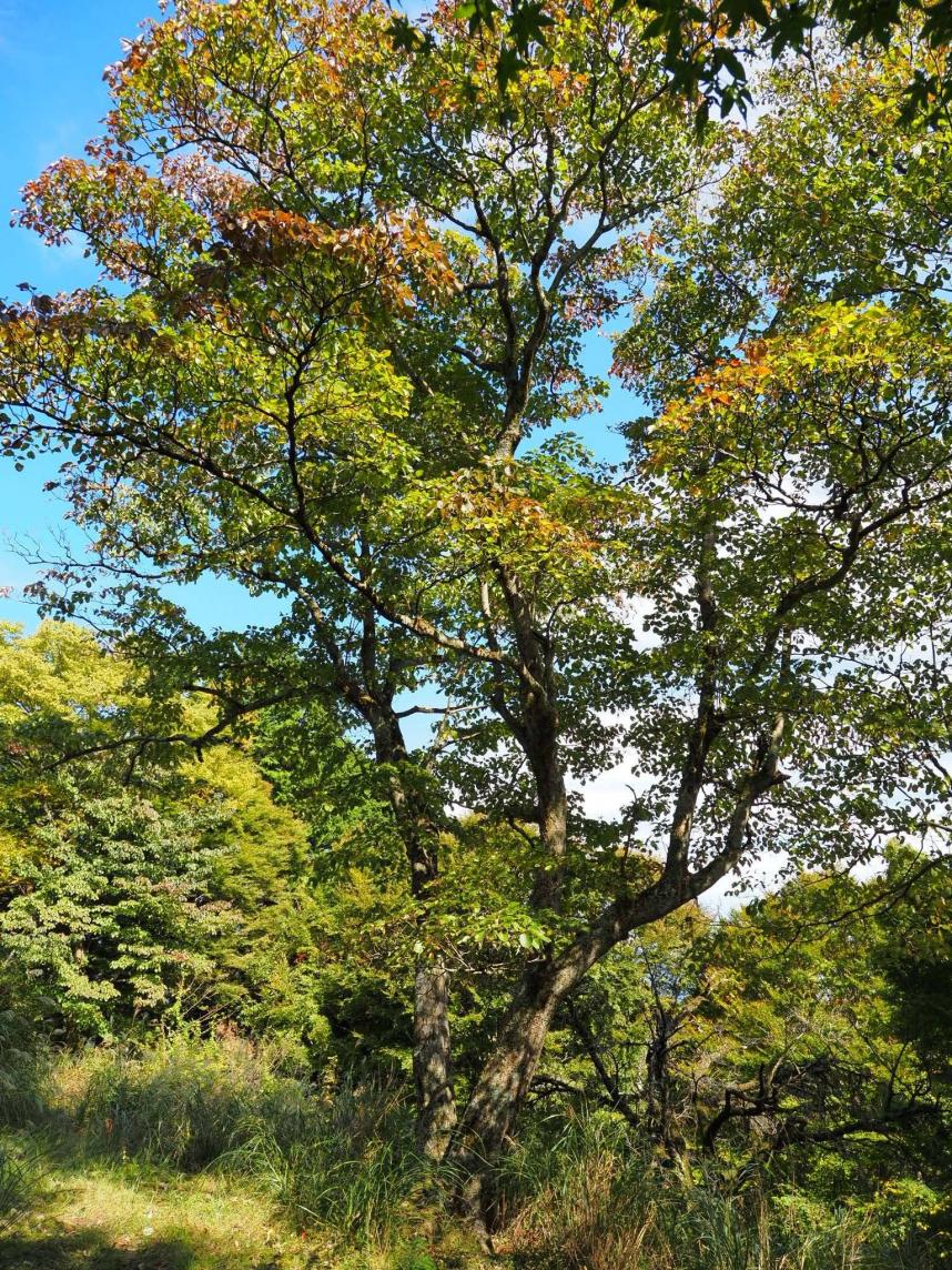 10月12日櫟山山頂色づき始め