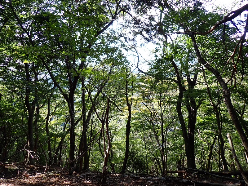 経ヶ岳山頂周辺