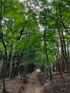 10月18日大倉尾根一本松青葉