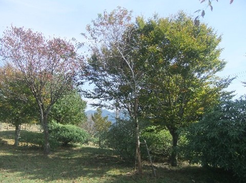 10月18日大野山山頂色づき始め