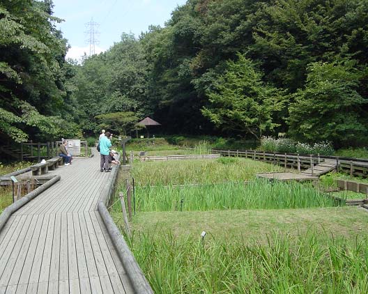 写真:東高根森林公園の湿生植物園