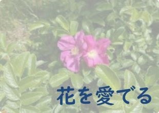 花を愛でる