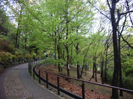 写真:七沢森林公園の園路