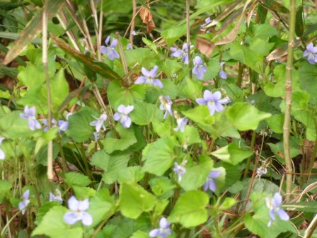 写真:はやま三ヶ岡山緑地で見られる花