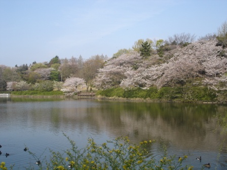 三ツ池公園 みついけこうえん 神奈川県ホームページ