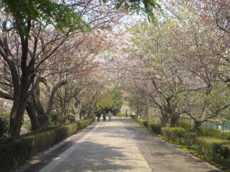 三ツ池公園 みついけこうえん 神奈川県ホームページ