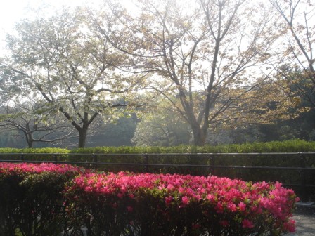 写真:三ツ池公園の桜とツツジ