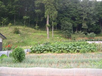 畑をトタン柵で囲んでいます。圃場周辺（森林との境界部）をきれいに刈り払っており効果が高まります