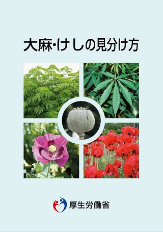 ケシ の 花