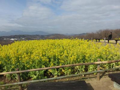 吾妻山公園菜の花