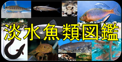 淡水魚類図鑑