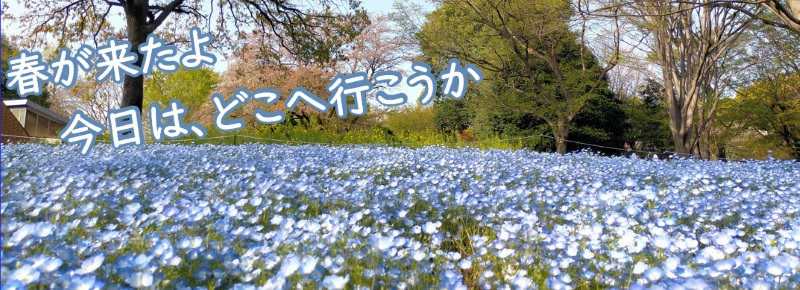 春のバナー（相模原公園ネモフィラ）