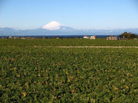 ダイコン畑と富士山