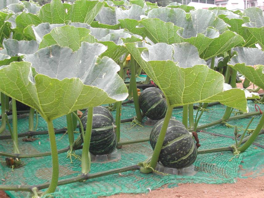 三浦半島で栽培されているカボチャ