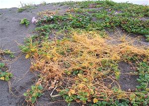 砂草に寄生し衰弱させる外来のネナシカズラ