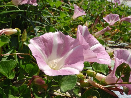 写真：ハマヒルガオの花
