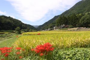 内山の秋の里山