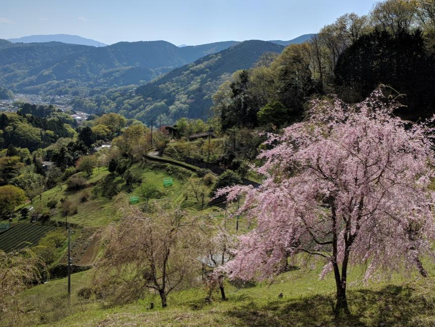 土佐原桜の会の写真