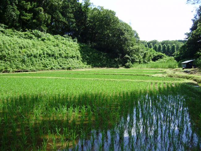 箱根町畑宿里地里山保全等地域