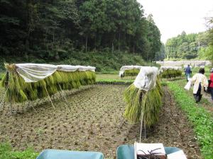 荻野はざがけ