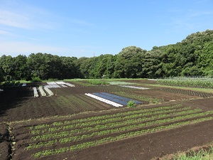 担当のほ場