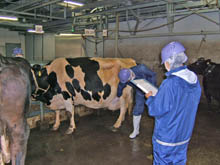 牛の生体検査の写真