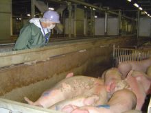 豚の生体検査の写真