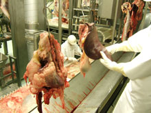 牛内臓および頭部検査の写真
