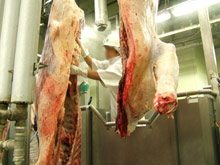 牛枝肉検査の写真