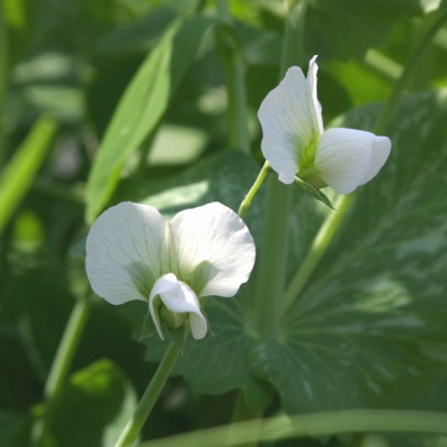 白花のエンドウ