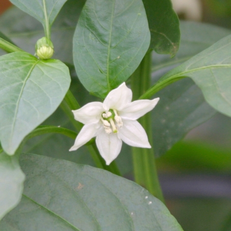 野菜の花 果樹の花 06年7月 ピーマン 神奈川県ホームページ