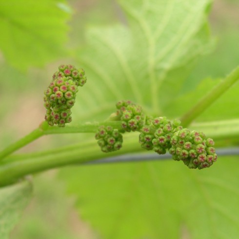 野菜の花 果樹の花 04年4月 ブドウのつぼみ 品種 デラウェア 神奈川県ホームページ