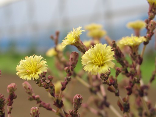 野菜の花 果樹の花 05年7月 リーフレタス 神奈川県ホームページ