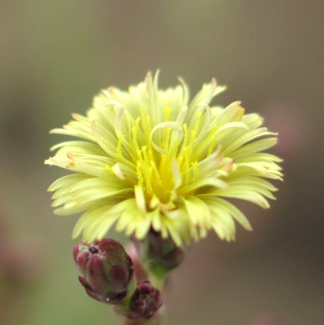 リーフレタスの花アップ