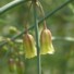 アスパラガスの花