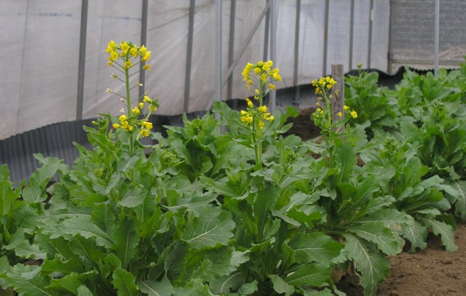 野菜の花 果樹の花 2005年3月 カブ 神奈川県ホームページ