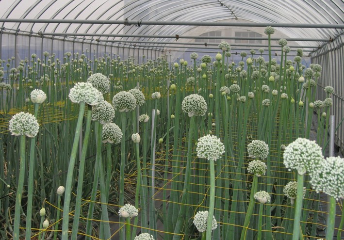 野菜の花 果樹の花 04年6月 赤タマネギ 神奈川県ホームページ