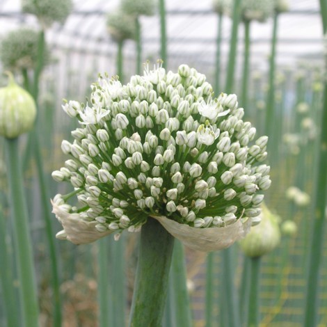 野菜の花 果樹の花 04年6月 赤タマネギ 神奈川県ホームページ