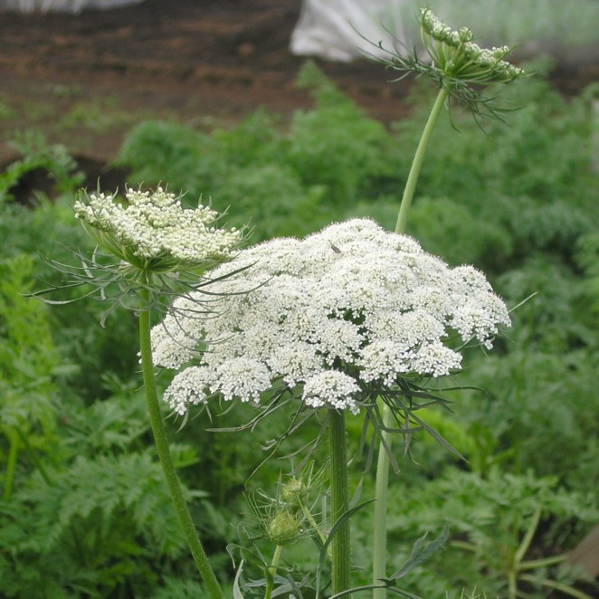 野菜の花 果樹の花 04年10月 ニンジン 神奈川県ホームページ