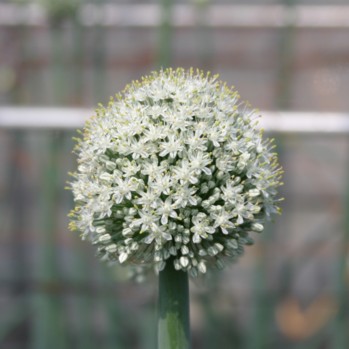 野菜の花 果樹の花 06年6月 ネギの花 タマネギの花 神奈川県ホームページ