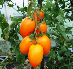 トマト新品種 湘南ポモロン レッド 湘南ポモロン ゴールド 神奈川県ホームページ
