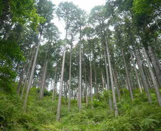 森林整備により回復した下層植生（秦野市寺山）