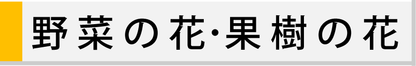 野菜の花・果樹の花